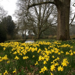 Mottisfont Abbey Spring Daffodils